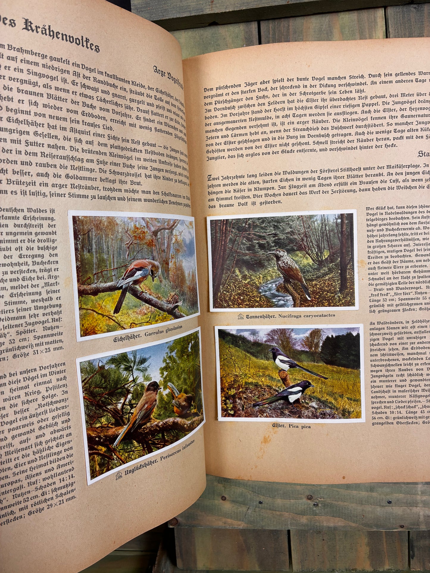 1936 German Birdlife- Illustrated Collector's Album