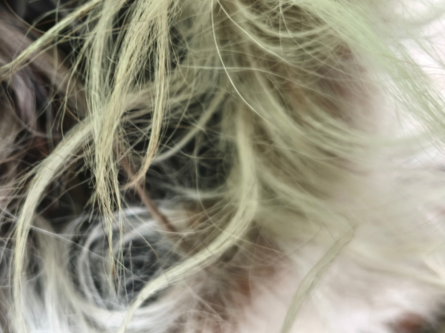 Caucasian Papakha Sheepskin Fur Hat [Brown-ish]