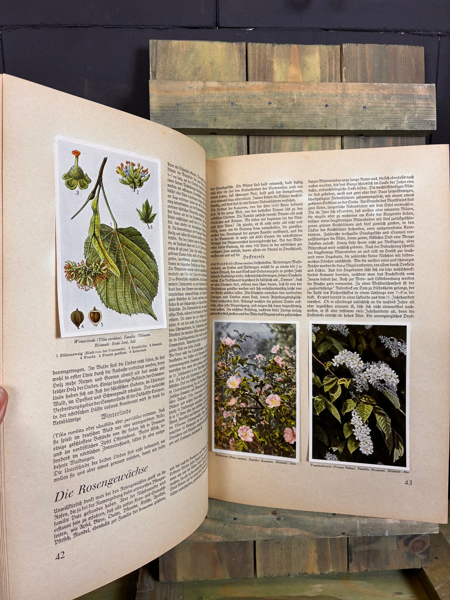 1937 Aus Wald und Flur (Forest & Field) German Botanical Picture Album