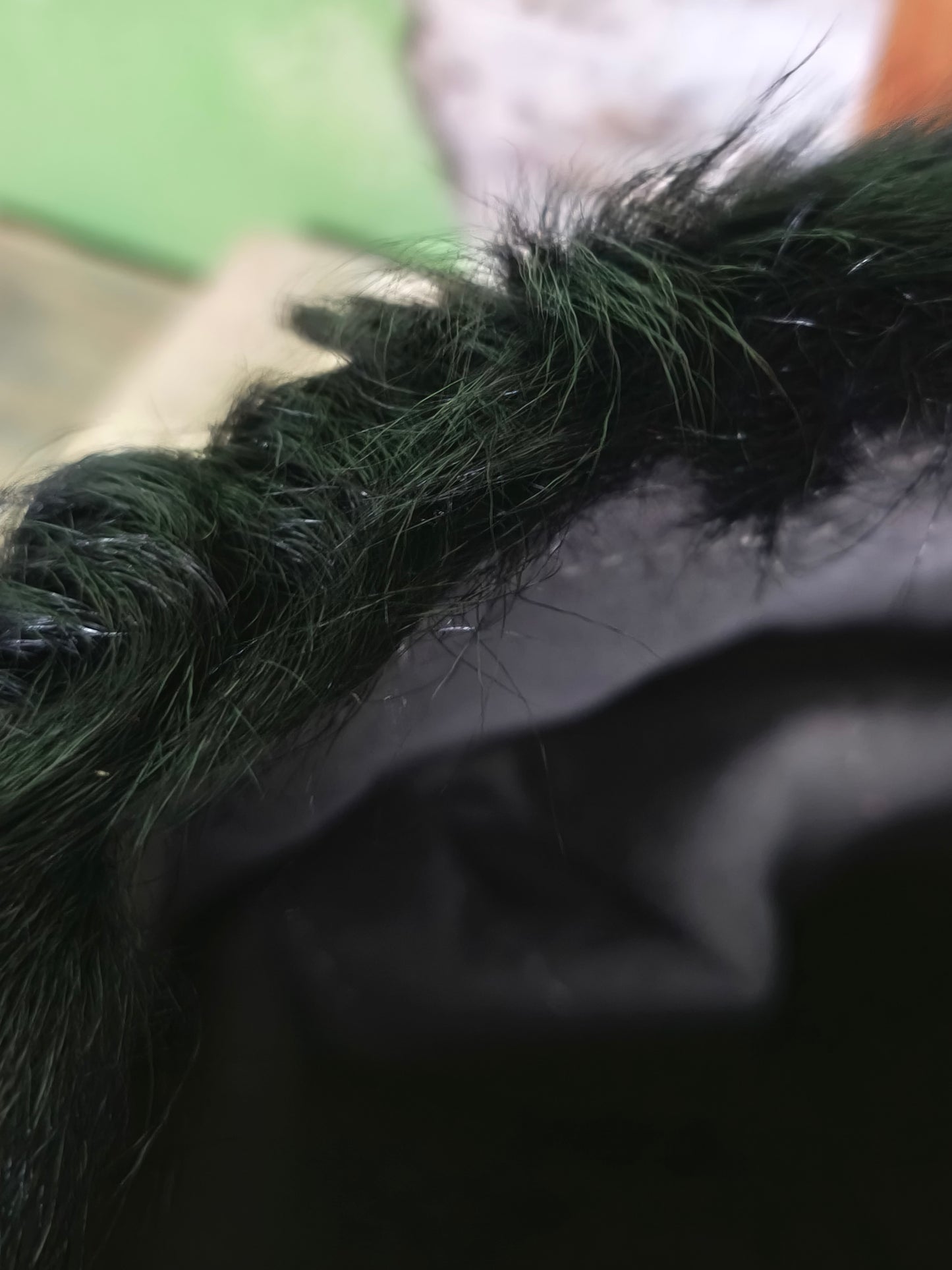 Kubanka Astrakhan Fur Papacha