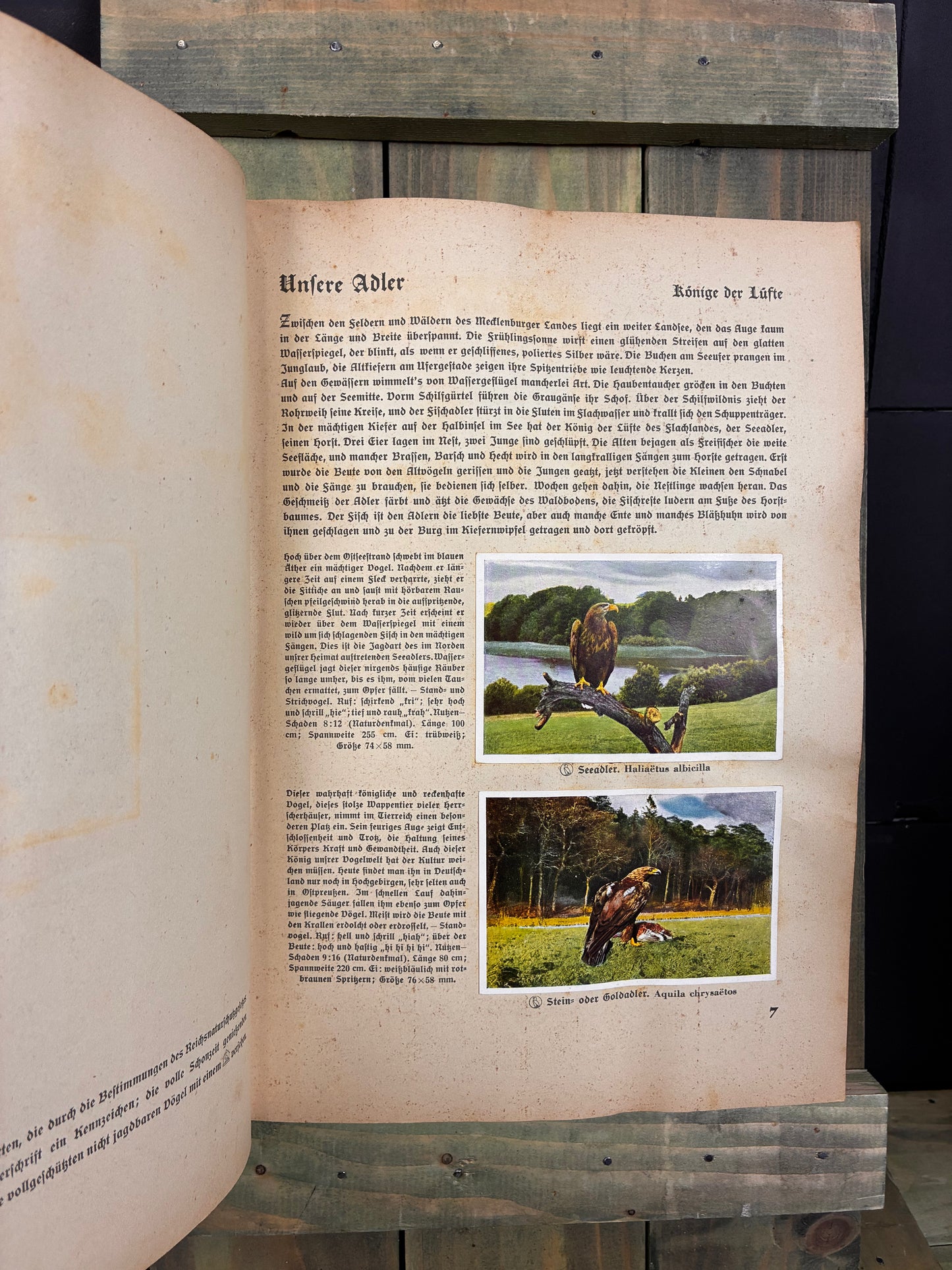 1936 German Birdlife- Illustrated Collector's Album